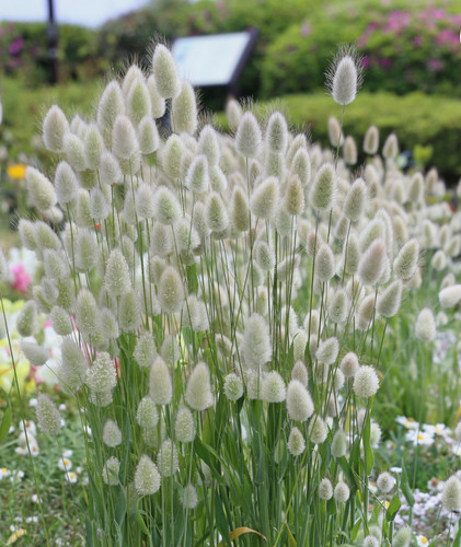Bunny tail grass lagurus - 6,