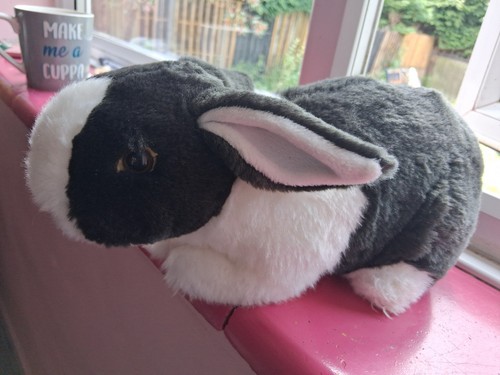 Dutch rabbit black and - black, white